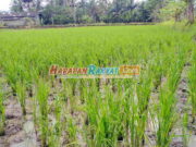 Menjerit Pupuk Langka di Banjaranyar Ciamis, Petani: Kartu Tani Buat Apa? Menjerit-Pupuk-Langka-di-Banjaranyar-Ciamis.jpg