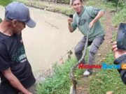 Resahkan Warga, Ular Sanca Pemangsa Ternak di Ciamis Ditangkap Pemangsa-Ternak.jpg