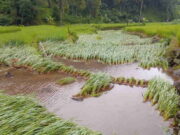 Sawahnya Terendam Banjir, Petani di Cikupa Ciamis Terancam Gagal Panen Sawahnya-Terendam-Banjir-Petani-di-Cikupa-Ciamis-Terancam-Gagal-Panen.jpg