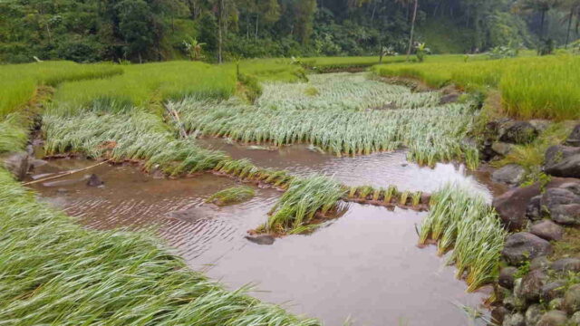 Sawahnya-Terendam-Banjir-Petani-di-Cikupa-Ciamis-Terancam-Gagal-Panen.jpg