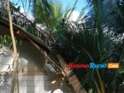 Pohon Tumbang di Ciamis Timpa Rumah Warga, Diduga Akar Kelapa Keropos akar-pohon-keropos.jpg