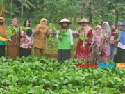 Manfaatkan Lahan Kosong, KWT di Ciamis Ini Tanami Aneka Sayuran di Kantor Desa aneka-sayuran.jpg