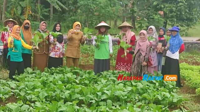 aneka-sayuran.jpg