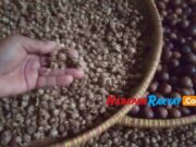 Harga Kapulaga Anjlok, Petani Rempah di Pangandaran Mengeluh harga-kapulaga-anjlok.jpg