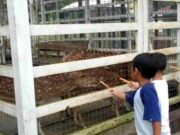 Wahana Alam Parung Tasikmalaya Cocok untuk Liburan Nataru 1671339193829_eWxIa5TK3C_XfkbS8PH1L.jpeg