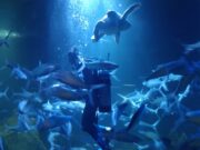 Aquarium Indonesia Pangandaran Dibuka, Segini Harga Tiketnya Aquarium-Indonesia-Pangandaran.jpg