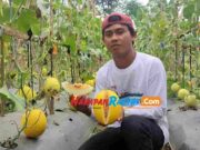 Beli Melon Golden di Tasikmalaya Bisa Petik Langsung dari Pohonnya Budidaya-Melon.jpg