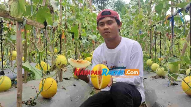 Budidaya-Melon.jpg