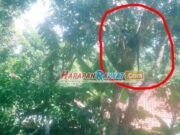 Diduga kelaparan, Lutung Masuk Pemukiman Warga di Kertahayu Ciamis Diduga-kelaparan-Lutung-Masuk-Pemukiman-Warga-di-Kertahayu-Ciamis.jpg