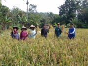 Dinas Pertanian Ciamis Hadiri Panen Perdana Padi Ramah Lingkungan Dinas-Pertanian-Ciamis-Panen-Perdana-Padi-Ramah-Lingkungan.jpeg