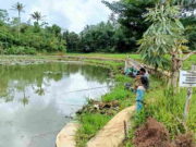 Dulu Jadi Lokasi Favorit Pemancing, Kini Situ Cimonteng Ciamis Sepi Pengunjung Dulu-Jadi-Lokasi-Favorit-Pemancing-Kini-Situ-Cimonteng-Ciamis-Sepi-Pengunjung.jpg