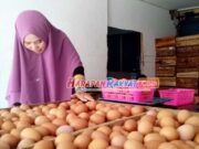 Awal Pekan Ini, Harga Telur Ayam di Pasar Banjar Naik Lagi Harga-Telur-Ayam-di-Pasar-Banjar-Naik-Lagi.jpg