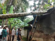Hujan Disertai Angin Kencang, Rumah Warga Pamarican Ciamis Tertimpa Pohon Waru Hujan-Disertai-Angin-Kencang-Rumah-Warga-Pamarican-Ciamis-Tertimpa-Pohon-Waru.jpg