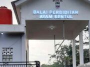 Pemkab Ciamis Bagikan Ribuan DOC Ayam Sentul ke Peternak Selama 2022 IMG_20221202_050320_wHonT7A01l_flsjujEr9P.jpeg