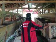 Mengenal Kampung Domba di Langkaplancar Pangandaran IMG_20221212_202705_HIEsbmrH5r_b4ZhcCWi6M.jpeg
