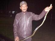 Pengunjung Acara Nyiar Lumar di Ciamis Histeris Diteror Ular Weling IMG_20221224_230613_GuwuzZYd75_H0OTH68l81.jpeg