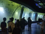 Ini Kelebihan Aquarium Indonesia yang Ada di Pangandaran, Wisatawan Wajib Berkunjung Ini-Kelebihan-Aquarium-Indonesia-yang-Ada-di-Pangandaran-Wisatawan-Wajib-Berkunjung.jpg