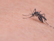Tahun 2022: 688 Warga Ciamis Terjangkit DBD, 8 Orang Meninggal Kasus-Demam-Berdarah-Dengue.jpg