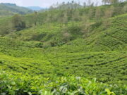 Kebun Teh Taraju, Wisata Alam Alternatif di Tasikmalaya Kebun-Teh-Taraju-Garut.jpg