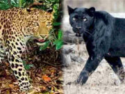 Macan Tutul dan Macan Kumbang Tak Lagi Turun, Gunung Sawal Ciamis Terpantau Aman Macan-Tutul-dan-Macan-Kumbang-Tak-Lagi-Turun-Gunung-Sawal-Ciamis-Terpantau-Aman.jpg