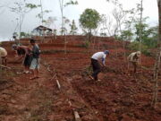 Manfaatkan Lahan Kosong, Petani di Desa Cimanggu Pangandaran Tanam Sorgum Manfaatkan-Lahan-Kosong-Petani-di-Desa-Cimanggu-Pangandaran-Tanam-Sorgum.jpg