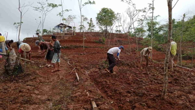 Manfaatkan-Lahan-Kosong-Petani-di-Desa-Cimanggu-Pangandaran-Tanam-Sorgum.jpg