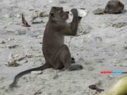 Kawanan Monyet dari Gunung Sindangrasa Ciamis Serbu Tanaman Palawija Milik Petani Monyet.jpg