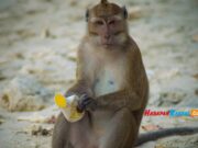 Rusak Palawija, Monyet di Astana Gede Kawali Ciamis Bikin Resah Monyet-di-Astana-Gede-Kawali.jpg