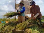 Meski Diserang Hama Wereng, Panen Padi di Kota Banjar Capai 43 Ribu Ton Panen-Padi-di-Kota-Banjar.jpg