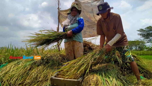 Panen-Padi-di-Kota-Banjar.jpg