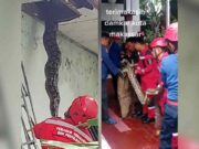 Penemuan Ular Piton Raksasa di Plafon Rumah Bikin Heboh Warga Makassar Penemuan-Ular-Piton-Raksasa-di-Plafon-Rumah-Bikin-Heboh-Warga-Makassar.jpg