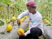 Wow, Petani Milenial di Tasikmalaya Sekali Panen Melon Bisa Beli Avanza Petani-Milenial-di-Tasikmalaya-Sekali-Panen-Melon-Bisa-Beli-Avanza.jpg
