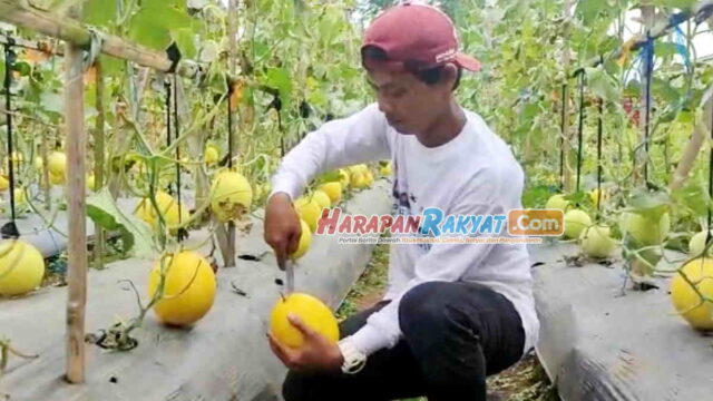 Petani-Milenial-di-Tasikmalaya-Sekali-Panen-Melon-Bisa-Beli-Avanza.jpg