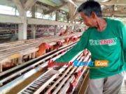 Telur Ayam Ras Tembus Rp 32 Ribu Perkilo, Peternak di Kota Banjar Untung Kecil Peternak.jpg