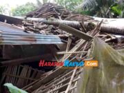 Pohon Kelapa Tumbang Timpa Kandang Ayam di Pamarican Ciamis, Pemilik Rugi Rp 12 Jutaan Pohon-Tumbang.jpg