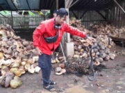 Bikin Resah, Ular Kobra Jawa Masuk Halaman Rumah Warga Kota Banjar Proses-Evakuasi-Ular-Kobra-Jawa-di-Kota-Banjar.jpg
