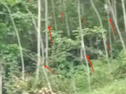Ratusan Monyet Liar Teror Warga Desa Tanjungsari Tasikmalaya Ratusan-Monyet-Liar-Teror-Warga-Desa-Tanjungsari-Tasikmalaya.jpg