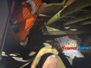 Damkar Banjarsari Ciamis Evakuasi Sarang Tawon Berukuran Jumbo Sarang-tawon.jpg