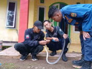 Ihh Takut! Ular Kobra 2 Meter Mau Masuk Rumah Warga Ciamis Ular-Kobra-2-Meter.jpeg