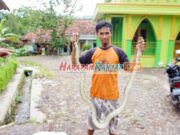 Ular Piton di Masjid Maroko Garut Bikin Geger Warga Ular-Piton-di-Masjid-Maroko-Garut.jpg