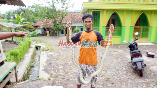 Ular-Piton-di-Masjid-Maroko-Garut.jpg