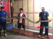 Damkar Kota Banjar Tangkap Ular Sanca Kembang Sepanjang 3 Meter Ular-sanca-kembang.jpg