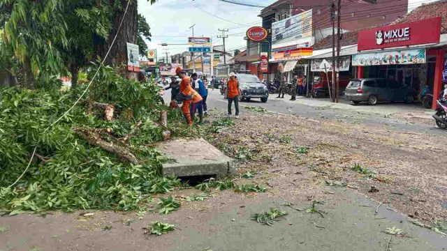 Antisipasi-Kecelakaan-Tagana-Pangandaran-Tebang-Pohon-Pinggir-Jalan-Raya.jpg