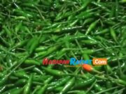 Harga Jual Cabe Rawit di Tingkat Petani Panawangan Ciamis Tembus Rp 45 Ribu/Kg Cabe-Rawit-Hijau.jpg