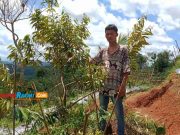 Berharap Jadi Destinasi Wisata Durian, Petani di Pangandaran Ini Tanam 30.000 Pohon Destinasi-Wisata-Durian-di-Pangandaran.jpg