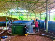 Lima Set Kolam Ikan Bioflok Milik Warga Selacai Ciamis Diembat Maling IMG_20230122_184759_4EV9qyi25l_oPAtskuw3l.jpeg
