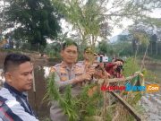 Geger! Polisi Temukan Kebun Ganja di Garut, 167 Ganja Ditanam di Kawasan Situ Cangkuang Kebun-Ganja-di-Cagar-Wisata-Situ-Cangkuang-Garut.jpg
