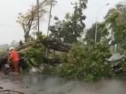 Pohon Trembesi Raksasa di Tasikmalaya Tumbang, Sempat Bikin Macet Pohon-Trembesi-Raksasa-di-Tasikmalaya-Tumbang-Sempat-Bikin-Macet.jpg