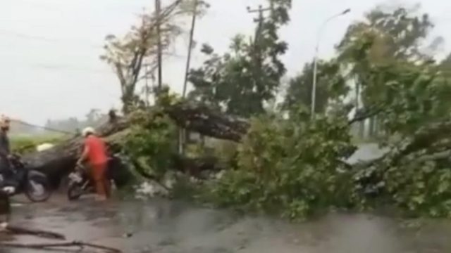 Pohon-Trembesi-Raksasa-di-Tasikmalaya-Tumbang-Sempat-Bikin-Macet.jpg