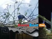 Disapu Angin Kencang, Pohon Tisuk Tumbang Timpa Rumah Warga di Banjarsari Ciamis Pohon-Tumbang.jpg